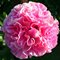 Пион 'Карнэйшн Букет' / Paeonia lactiflora 'Carnation Bouquet'